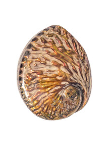 Marielle Leenders, Rarity Cabinet Shell Pink (Netherlands, Europe)