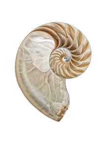 Fotografie einer Nautilus-Muschel in sanften Farben und ruhiger Atmosphäre.