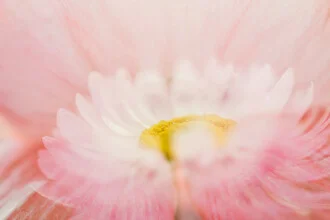 Gentle photo art featuring delicate summer flowers in soft colors and a tranquil mood.