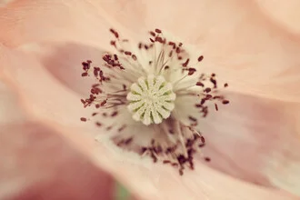Photo art by Nadja Jacke: vibrant silk poppies in soft colors