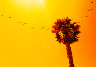 Aurica Voss, Into the Sun