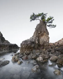 Photo art by Ronny Behnert: tree by the water in Oita, Japan, captured in gentle long exposure.