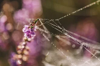Photo art by Nadja Jacke: delicate heath flowers with water droplets in morning light