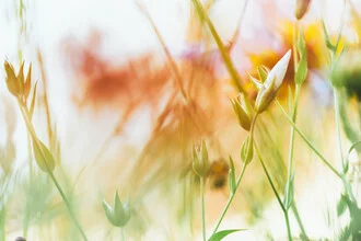 Photo art by Nadja Jacke: blurred summer flowers in soft colors