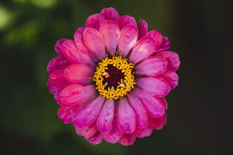Photo art by Nadja Jacke: vibrant zinnias in a colorful summer garden.