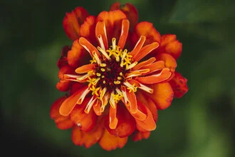 Photo art by Nadja Jacke: bright zinnias in a summer flower field