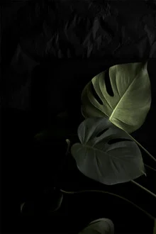 Fotokunst mit einer Monstera-Pflanze in sanften Farben und harmonischer Komposition.