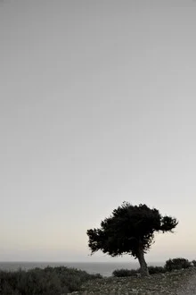 Calm photo art by Studio Na.hili: serene view of a tree by the Atlantic Ocean