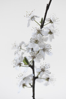 Studio Na.hili, White Blossoms - Deutschland, Europa)