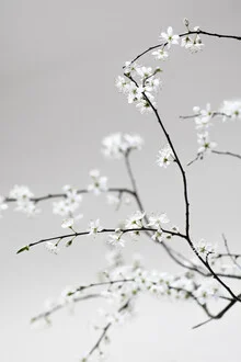Photo featuring blossoming branches, representing spring, with soft colors and a calm mood.
