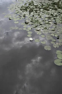 Fotokunst mit Wasserlilien in sanften Farben, die Ruhe und Gelassenheit ausstrahlt.