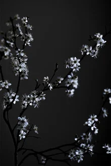 Fotokunst von Studio Na.hili: elegante, minimalistische Blüte in sanften Farben