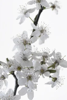Photo art by Studio Na.hili: elegant cherry blossom in soft white