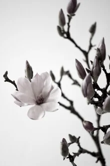 Fotokunst mit einer Magnolienblüte, die sanfte Eleganz ausstrahlt.