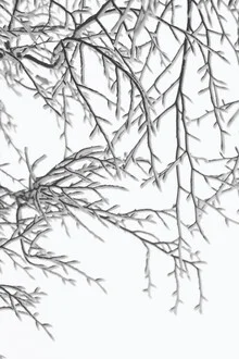 Fotokunst mit schneebedeckten Zweigen, die eine ruhige Winterstimmung vermitteln.