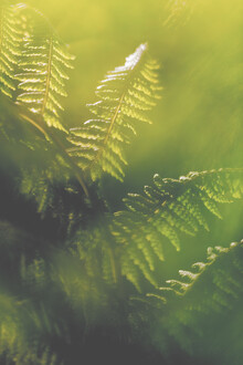 Sebastian Worm, Green colour