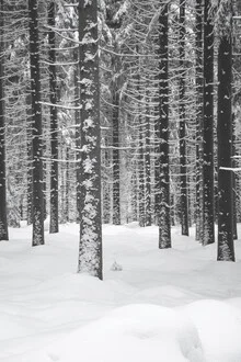 Fotokunst von Studio Na.hili: Winterwald mit schneebedeckten Nadelbäumen
