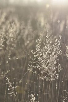 Photo art by Studio Na.hili: morning sun over a green field