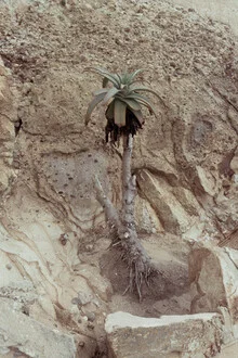 Fotokunst von Jonas Hafner: Palme im sandigen Schutzgebiet von Kalifornien