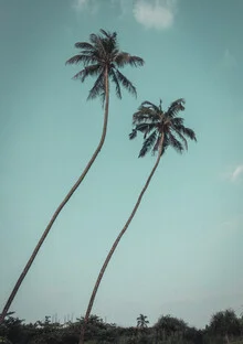 Lonely twin palms in Sri Lanka against a clear sky, calm and relaxing atmosphere.