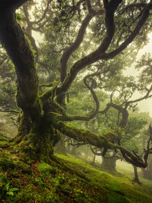 Photo art by Anke Butawitsch: misty fairytale forest with a gnarled tree