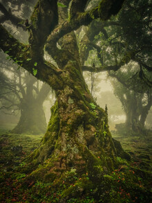 Anke Butawitsch, twisted - Portugal, Europe)