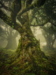 Gnarled tree in fog: mysterious mood in the laurel forest