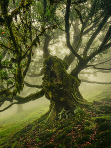 Anke Butawitsch, under the majestic treetop - Portugal, Europe)