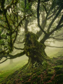 Photo art by Anke Butawitsch: Misty view through the branches of an ancient tree.