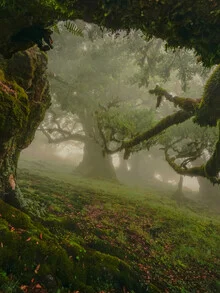 Entrance to a fairytale forest with misty tree trunks