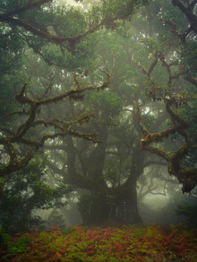 Anke Butawitsch, tentacles - Portugal, Europe)