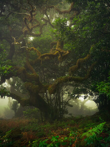 Anke Butawitsch, mystical forest - Portugal, Europe)