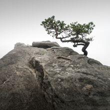 Ronny Behnert, Lilienstein Pine | Deutschland