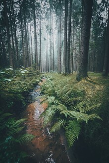 Patrick Monatsberger, Im Wald (Deutschland, Europa)