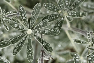 Photo art by Tal Paz-fridman: close-up of a blue lupine with fresh dew drops.