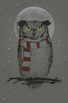Balazs Solti, Winter owl (Hungary, Europe)