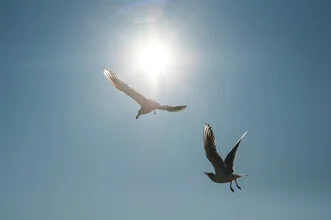 Photo art by Katharina Stöcker: seagull under sunlight, soft colors and a relaxed mood