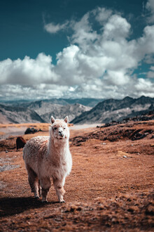 Tobias Winkelmann, Mountain Alpaca (Peru, Latin America and Caribbean)
