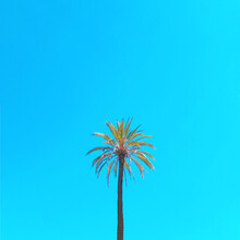 Kirill Voronkov, Palm Tree