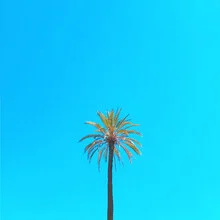 Photo art featuring a palm tree against a blue sky in a minimalist composition