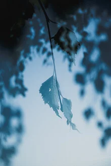 Photo art by Nicklas Walther: calm twilight shot of a tree in the forest
