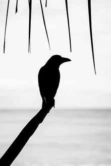 Black-and-white photo art: A blackbird perched on a branch, gentle light and shadow play.