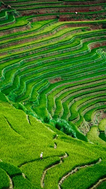 Photo art by Nicklas Walther: lush rice fields in Vietnam with gentle green hues.