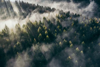 Photo art by Roman Becker: forest with gentle fog in autumn