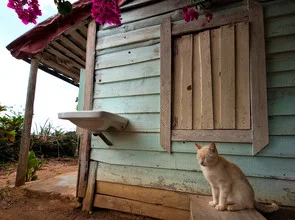Photo art by Aurica Voss: serene afternoon view of a house with flowers and a cat