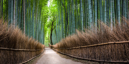 Jan Becke, Bamboo forest in Arashiyama
