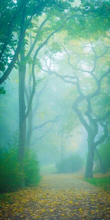 Path in the fog: gentle mood with trees and autumn colors