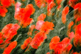 Photo art by Nicklas Walther: vibrant red poppy swaying in the gentle wind