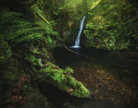 Wasserfall in Asturien, von üppigem Grün und Farnen umgeben, ruhige Dschungelatmosphäre.