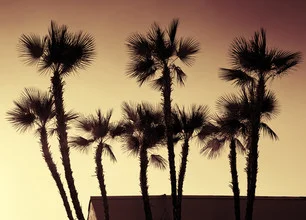 Fotokunst von Aurica Voss: Silhouette von Palmen beim Sonnenuntergang in Kalifornien